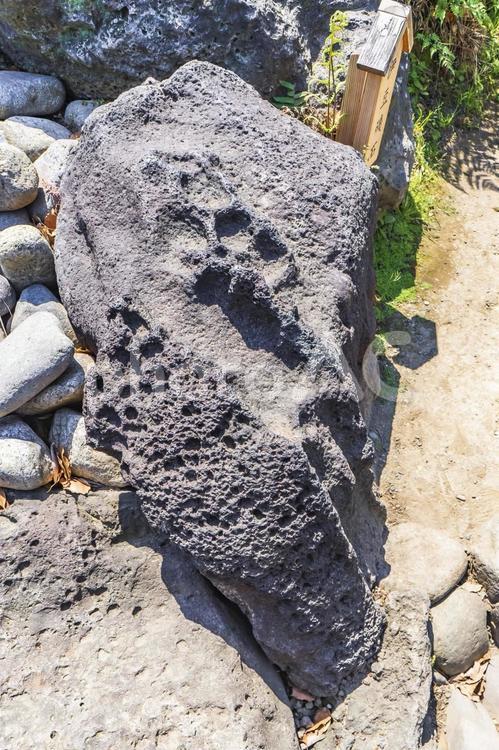清澄庭園の伊豆磯石の庭石 清澄庭園,伊豆磯石,庭石の写真素材