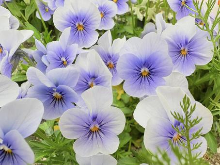 パンジー③ パンジー,花,植物の写真素材