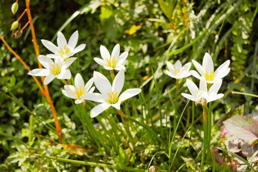 タマスダレの白い花　ネパール タマスダレ,レインリリー,ガーデニングの写真素材