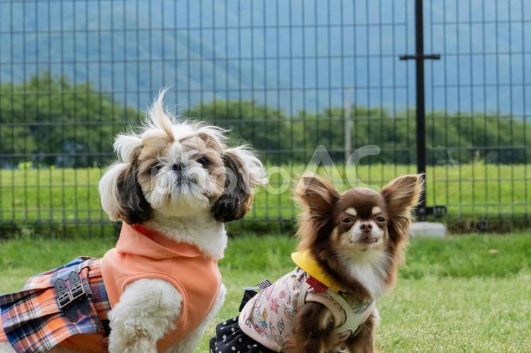 ドッグランで遊ぶチワワとシーズー シーズー,チワワ,夏の写真素材