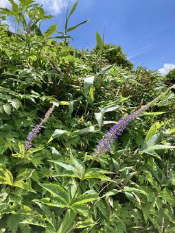 クガイソウ クガイソウ,九蓋草,九階草の写真素材