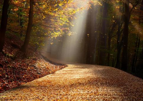 木漏れ日に照らされる黄金の小径の写真