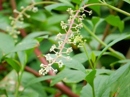 【植物写真】ヨウシュヤマゴボウ 【植物写真】ヨウシュヤマゴボウの写真