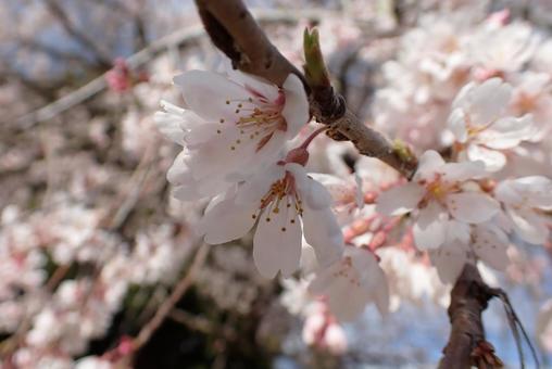 Sakura 42, JPG