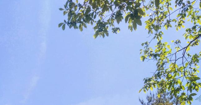 初夏の空 初夏の空の写真
