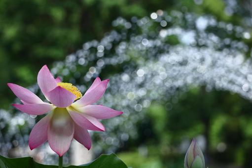 神聖な花 ハス,花,ハス科の植物の写真素材