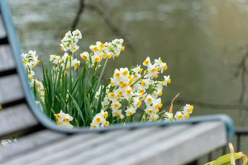 ベンチのそばに咲く日本水仙 ベンチのそばに咲く日本水仙 日本水仙,花,花びらの写真素材
