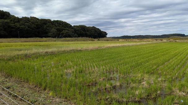田舎の風景の写真