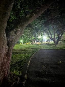 公園 公園 夜,公園,夜の公園の写真素材