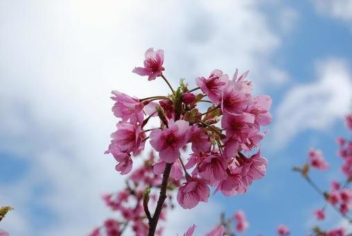 河津桜 河津桜の写真