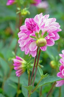 宝塚ダリア園秋ダリア21フェアリーテイル 宝塚市,宝塚ダリア園,ダリアの写真素材