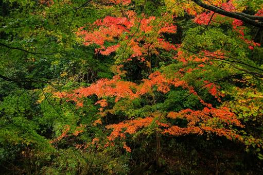 養老渓谷 養老渓谷,筒森もみじ谷,紅葉の写真素材