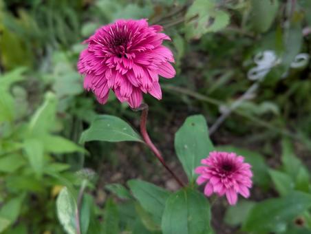 エキナセアの花 5 エキナセアの花 5 エキナセア,ブラックベリートラッフル,ポンポン咲きの写真素材