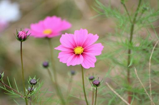 可愛い秋桜を選んで撮って見ましたの写真