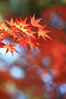 色づく紅葉 色づく紅葉の写真