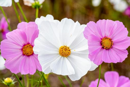 両手に花？北房コスモス広場 北房コスモス広場,コスモス,ピンクの写真素材