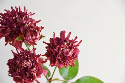 紅華美 紅華美 紅華美,スプレーばら,赤の写真素材
