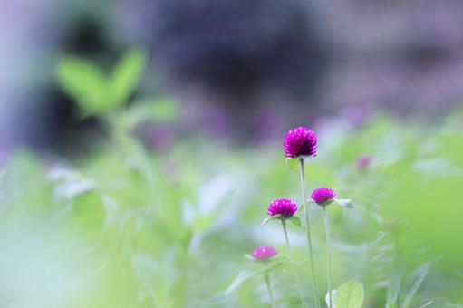 Cute pink amaranth flowers, JPG