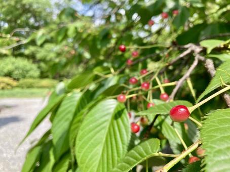 Photo, red fruit, cherry blossoms, wood, 