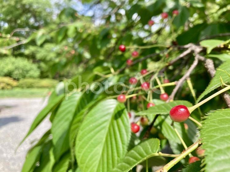 さくらの実 赤い実,さくら,木の写真素材