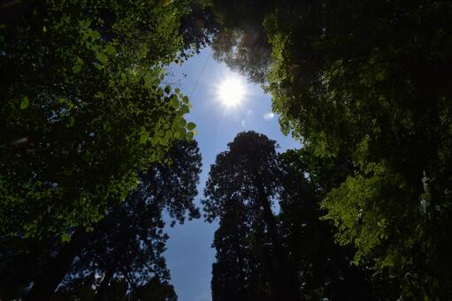 深い森、木々の隙間から差し込む太陽の光﻿ 森,太陽,木の写真素材