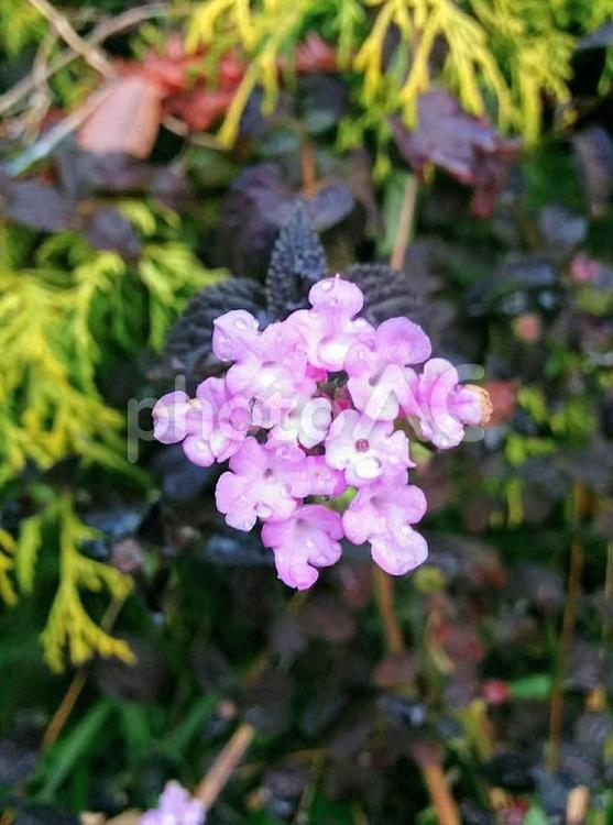 花　小葉のランタナ　コバノランタナ　ランタナ　セイヨウサンタンカ　モンテビデンシス　ランタナモンテビデンシス　厳格 小葉のランタナ,コバノランタナ,ランタナの写真素材