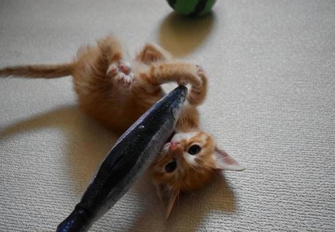 魚のおもちゃと格闘する子猫 魚のおもちゃと格闘する子猫の写真