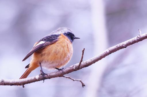 枝の上で餌を探すジョウビタキ 枝の上で餌を探すジョウビタキ 鳥,ジョウビタキ,冬の写真素材