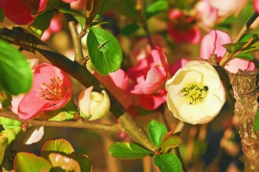 ピンクと白のボケの花 ピンクと白のボケの花の写真