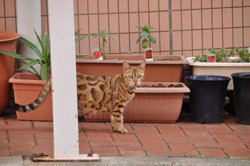 Photo, cat, cute, street corner, 