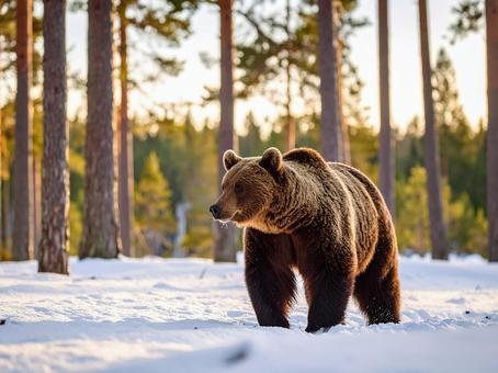 ヒグマの写真