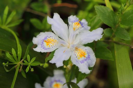 シャガの花 シャガの花 シャガ,花,花びらの写真素材