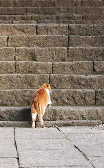 猫の恩返し 猫の恩返し 猫,野良,公園の写真素材