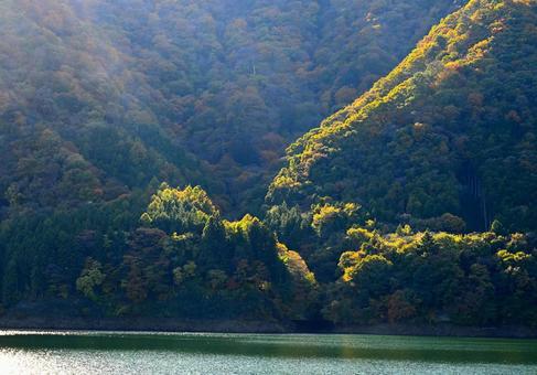日に照らされる山の木々の写真