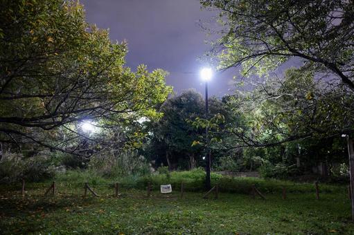 猿江恩賜公園　夜景　2025年 猿江恩賜公園,夜,公園の写真素材