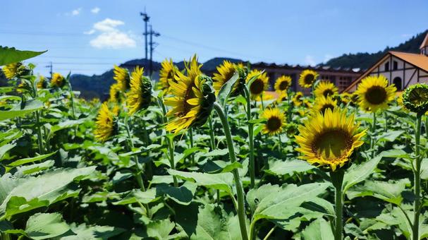夏を抱きしめる花畑 夏を抱きしめる花畑の写真