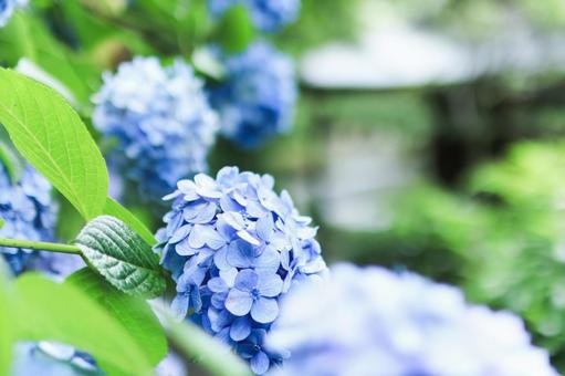 満開の紫陽花 満開の紫陽花の写真