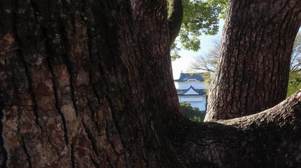 名古屋城　本丸　東南隅櫓を大木越しに 名古屋城,尾張徳川家,御三家の写真素材