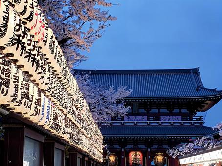 Cherry Blossoms at Night, JPG