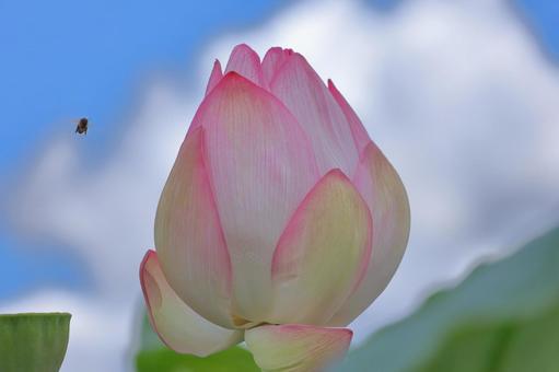 Photo, lotus flower, lotus, a waterside, 