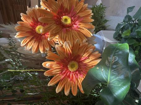 ガーベラ ジャンボフラワー,お花,ガーベラの写真素材