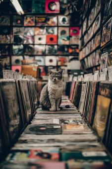 たくさんのレコードと猫 たくさんのレコードと猫の写真