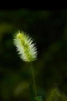 小さな植物 小さな植物の写真