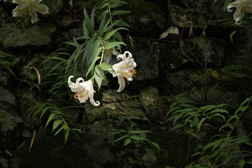 ヤマユリ ヤマユリの写真
