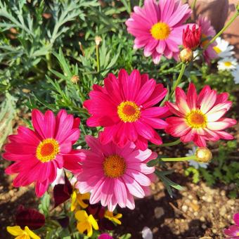 Daisy Flower 16, JPG