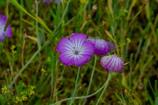 こうのす花まつり2025年 こうのす花まつり2025年 こうのす花まつり,ムギナデシコ,花の写真素材