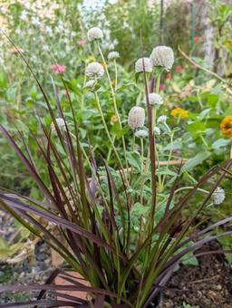 パープルファウンテングラスの写真