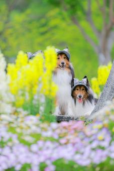 シェルティ シェルティ シェルティ,犬,ペットの写真素材