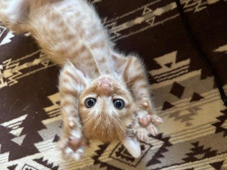 バアー! バアー! ねこ,ネコ,見つめるの写真素材