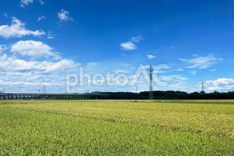 初秋　田舎　風景　青空　田園風景　 秋,稲穂,空の写真素材